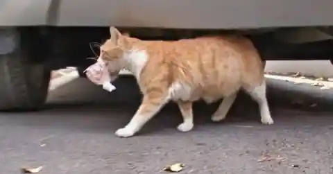 Cat Refuses Food Unless She Can Carry It, Gut Tells Woman To Follow Her
