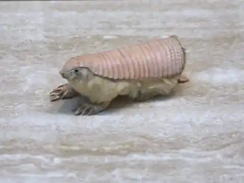 Pink Fairy Armadillo