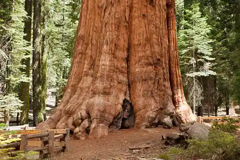 The Redwoods: Giants of the Forest