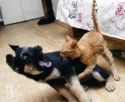 The Struggle Between Cat And Dog Is Real!