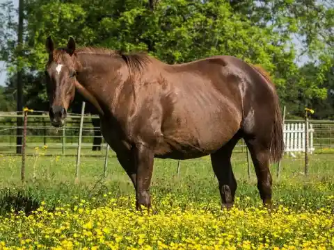 How long are horse’s pregnancies? 