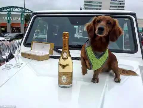 "My dog drinks more expensive champagne than you"