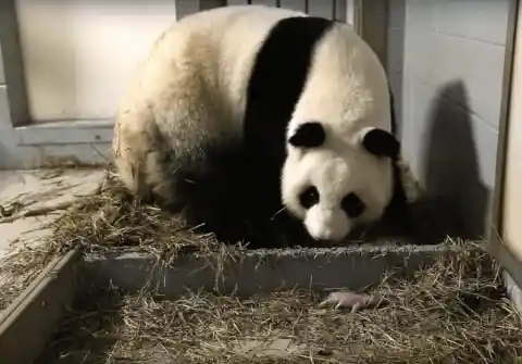 Twin Panda Babies