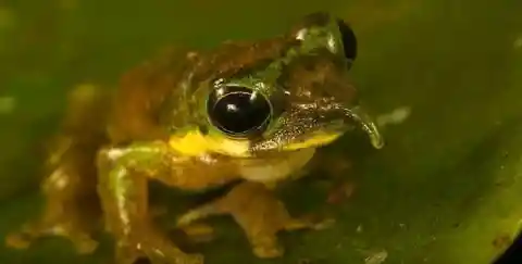 Spike-nosed Tree Frog