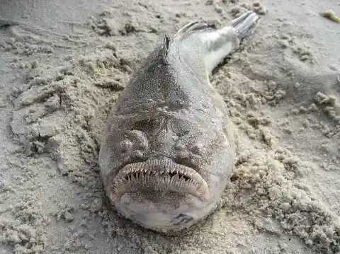 Stargazer Fish