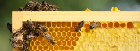 The Bees Stay Close to Their Hive