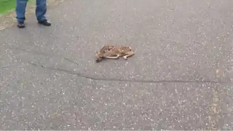 Guy Stumped When Fawn Refuses To Move, Looks Closer And Realizes He Has To Act Fast