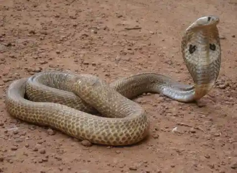 Indian Cobra