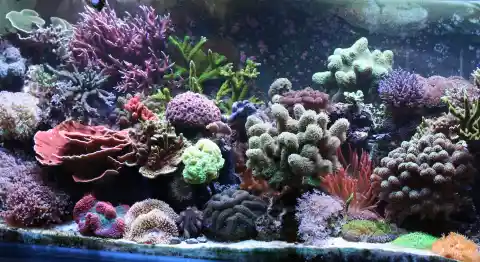 Coral Disappearing