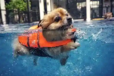 Dogs Are Excellent Swimmers