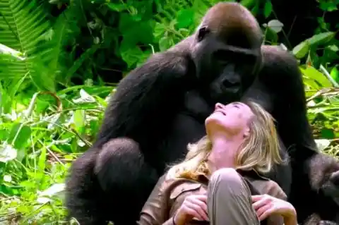 Man Introduces His Wife To Wild Gorilla He Raised And It Doesn’t Go As Planned