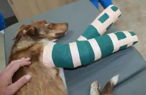 They hoped after two weeks with the casts on that his tendons and legs would get as close as possible to their natural form before they operated.