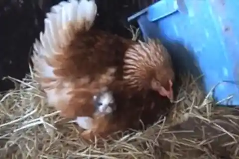 Farmer Thinks Hen Laid Eggs, Comes Closer And Sees What She's Protecting 