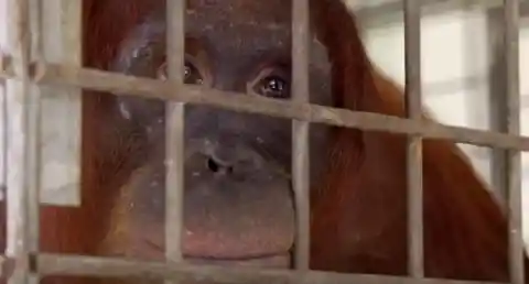 Incredible Moment When Mamma Orangutan Gets To Hug Her Baby After Being Separated