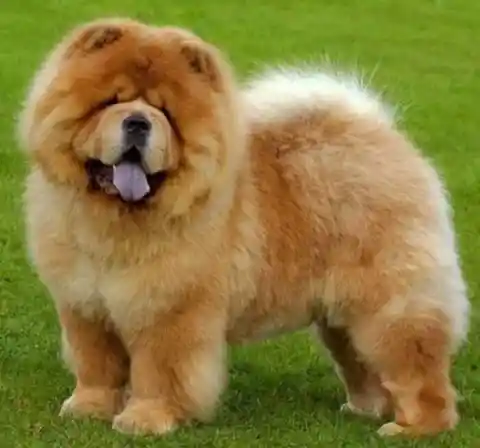 These Are The Rarest and Most Beautiful Dog Breeds In The World