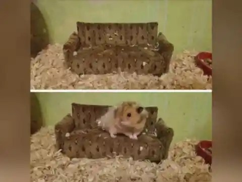 They Found Furniture for Their Gerbil