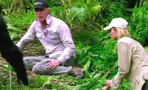 Man Introduces His Wife To Wild Gorilla He Raised And It Doesn’t Go As Planned