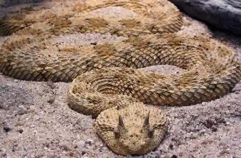 Desert Horned Viper