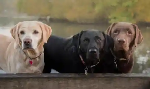 3. Labrador Retriever