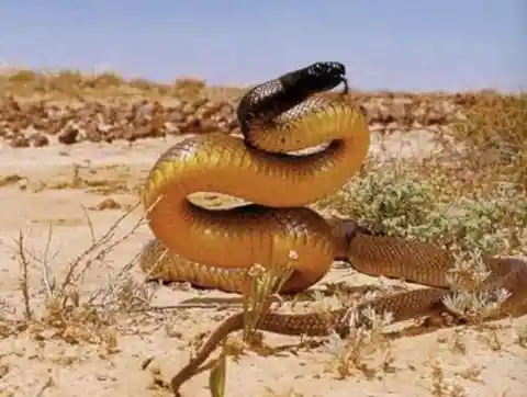 Inland Taipan