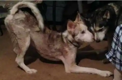Couple Adopts A Starving Stray, It Becomes Unrecognizable