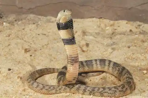 Caspian Cobra