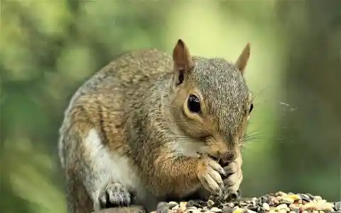 A Squirrel 