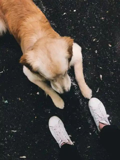 Chewing Shoes
