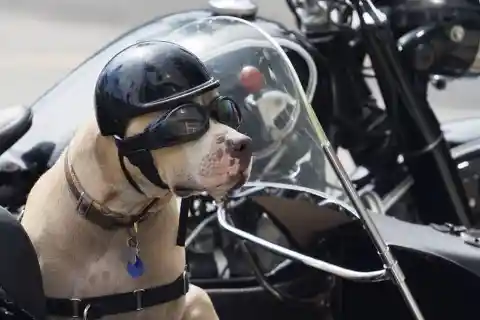 Biker Rescues Dog From Ex-Owner After Witnessing This