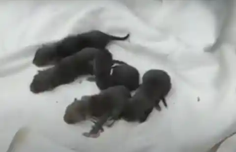 After Rescuing Them, Firemen Realized They Weren't Puppies