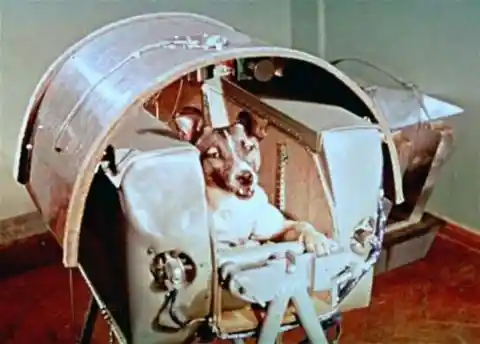  Laika foi o primeiro cão no espaço, em 1957.