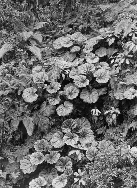 Woman Adorned Like A Chinese Goddess Poses In A Garden In California, 1915