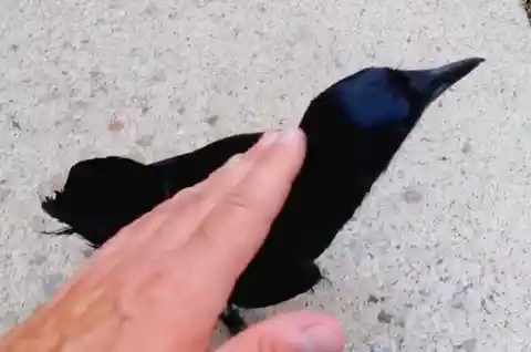 Catering To Crows