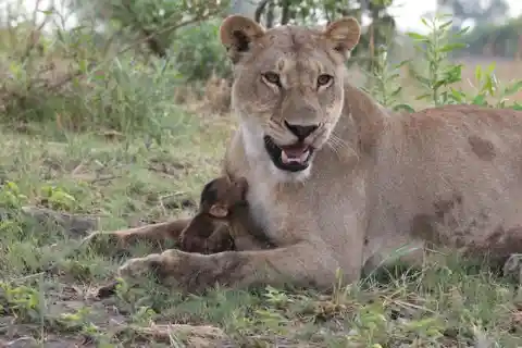 The Lion Seemed To Cradle The Baby Between Her Paws