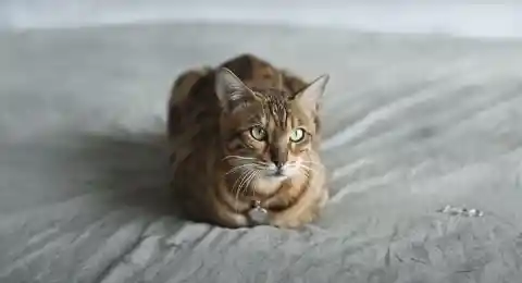 Intuitive Cat