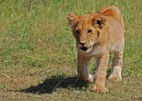 Lioness Sees Her Old Trainer, This Is Her Reaction