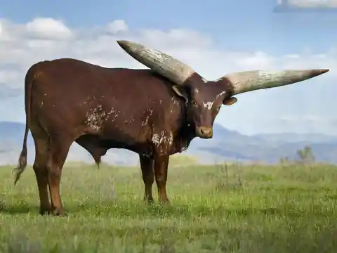 Ankole-Watusi Bull