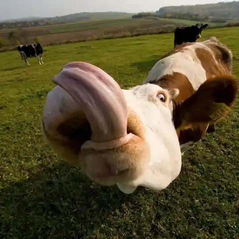 The Cowlick