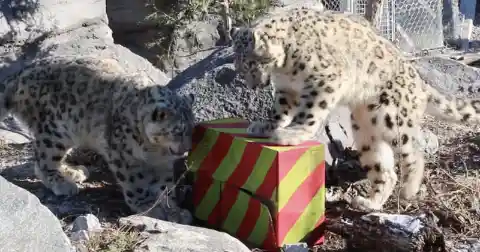 Time For Presents!