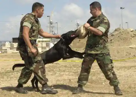 Military Working Dog