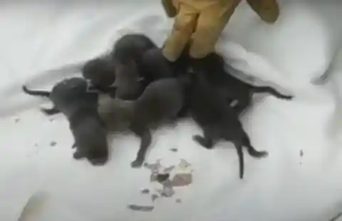 After Rescuing Them, Firemen Realized They Weren't Puppies