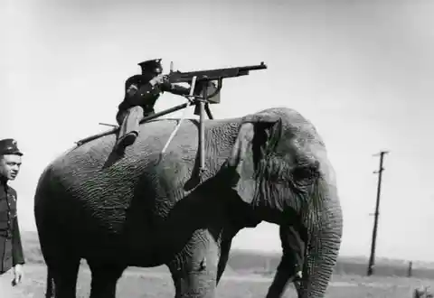 23. American corporal aims a Colt M1895 on top of an elephant during WW1, 1914.