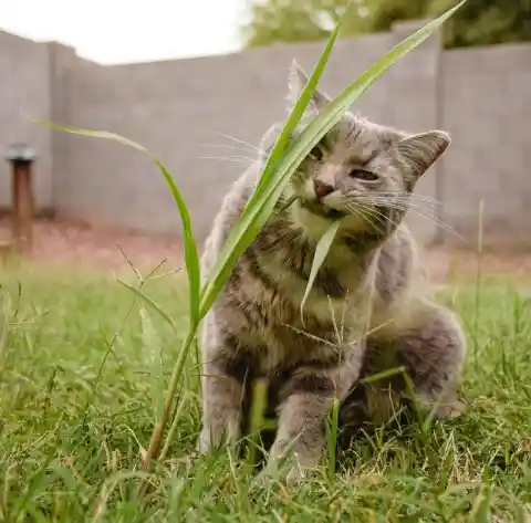 Eating Grass