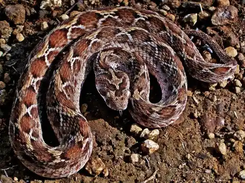 Saw Scaled Viper