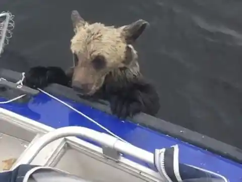 Mother Bear Leaves Her Cubs To Drown, Nearby Fishermen Had To Take Fate Into Their Own Hands