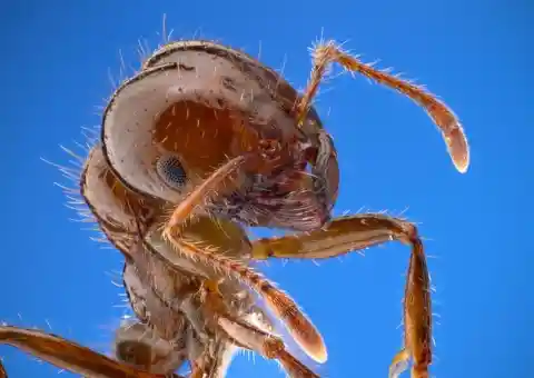 After This Man Poured Metal Inside An Ant Nest, What He Dug Up Was Magical