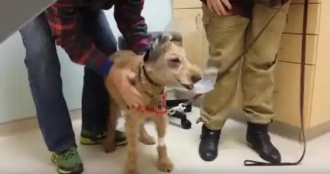 Rescue Dog Gets His Sight Back And His Reaction Is Priceless