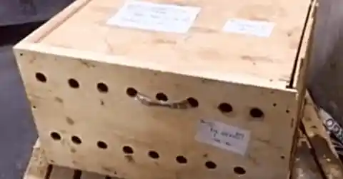Suspicious Box