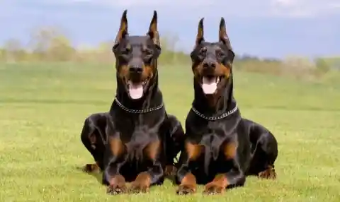 6. Doberman Pinscher