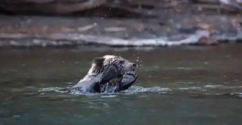 Mother Bear Leaves Cubs In Water, Before Fisherman Makes A Last Ditch Effort